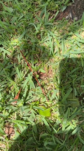 1.3K views · 40 reactions | Theo is practicing the most spellbinding tricks in all of Oz! 彩✨ | Hannah Feder | Facebook