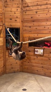 🦥Flash the Sloth joined us this morning from Dakota Zoo! He’s a star and he knows it ✨🌟 Watch his entrance this morning & learn some amazing facts about him here —> https://www.kxnet.com/studio701/zoo-news/flash-the-sloth-at-dakota-zoo/ | Studio 701