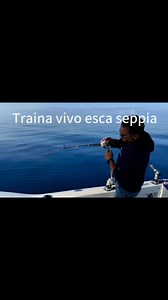 Traina con esche vive! Esche utilizzate seppia! Innesco amo semisercol Shimano-FishingGarmin Marine Italy | Antonello Salvi