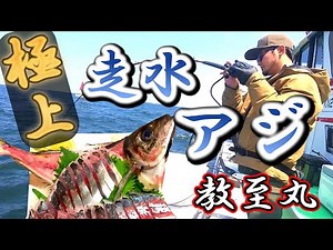 日本屈指の特大ブランドアジを釣って姿作りにした【走水アジ】