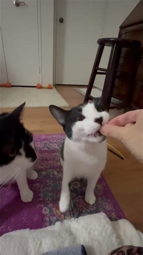 Max and Ruby showing their high five trick!