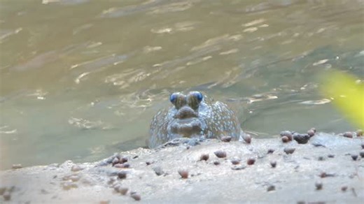 Mudskippers are some of the most unusual and expressive amphibious fish out there. Those big, turret-like eyes aren’t just for scanning the shoreline. When they need to “blink,” they pull each eye downward into a little pocket of skin that hydrates and cleans the surface. It’s fast, subtle, and totally unique. Most of their lives are spent on land, where they use powerful pectoral fins to prop themselves up, hop across mud, and defend tiny territories. They breathe by keeping moisture on their s