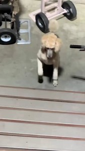 Pappy favorite thing for him to hear and smile as you made my day. Pappy loves to hear that phrase. Pappy makes you happy. Pappy would also like to let people know anytime he can do a favor for someone to make someone happy on her birthday or someone who loves Pappy just let us know. #PappyMakesYouHappy #Smile #Joy #Fun #Pets. | Pappy ThePoodle