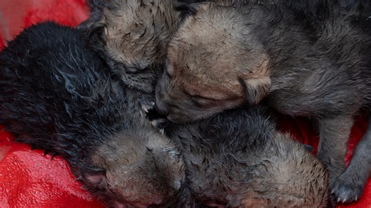 5 Mexican gray wolf puppies born in New Mexico arrive in AZ for fostering