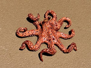 Ceramic Octopus, Hand Built and Hand Glazed. for Wall or Table Display. - Etsy