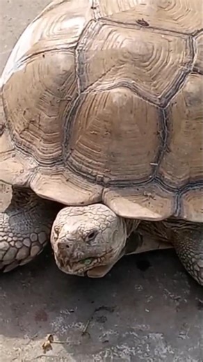 This Tortoise Lets Other Animals Live in Its Home #SulcataTortoise