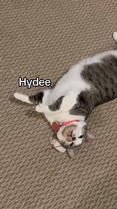 14K views · 2K reactions | We're extending our FREE FELINE ADOPTION SPECIAL! From October 15th-20th, Adoption fees are waived for ALL CATS AND KITTENS at our Port Washington, NY Adoption Center (for approved adopters)! With many felines rescued from Florida ahead of Hurricane Milton, space is needed URGENTLY, and that means now is the perfect time to adopt a new furry friend! | North Shore Animal League America | Facebook