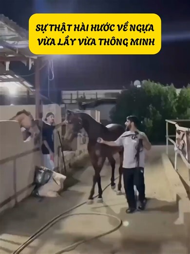 Sự Thật Hài Hước Về Tính Cách Của Ngựa, Vừa Lầy Vừa Thông Minh #kienthuc #khampha #cothebanchuabiet