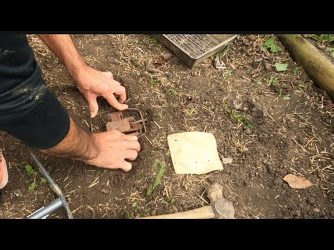 TRAP BEDDING 101 How To properly bed a trap for Coyotes #Coyotes #Trapping #DukeTrap #educational ￼