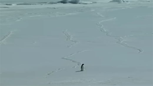 As the Nihilist penguin video goes viral, know why some birds leave home forever