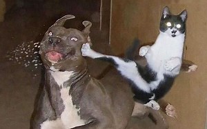 【FunnyPunk】消灭你的不开心！国外趣味视频集锦#322