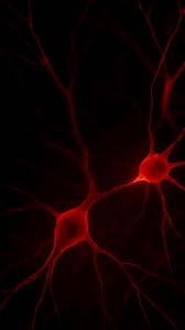 Scientists thought the brain only spoke through synapses… until recent studies revealed something impossible. Neurons were communicating without touching. A hidden, wireless channel inside the mind itself. It’s called ephaptic coupling a silent electric field connection found in the hippocampus, the cortex, and regions tied to memory, awareness… and consciousness. If thoughts can travel without synapses, then maybe the mind is far stranger, and far less understood, than we ever imagined. #BrainM