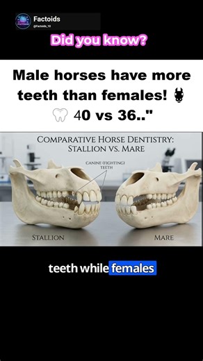 The Horse Tooth Count! 🐴 | #horses #vetlife #animals #shorts