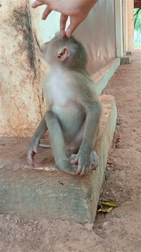 Adorable activity of the monkey with human