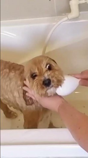 3 tips for washing your dog’s face 🐕 #doggroomingtips #doggroominglife