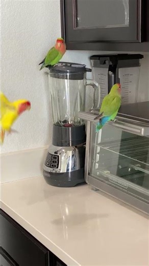 Merry Christmas 2025 | LoveBirdsCentral