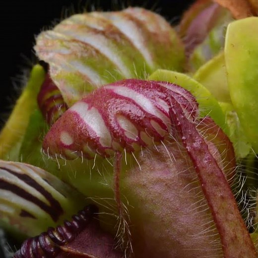 Cephalotus Pitcher Plant Timelapse