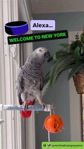 10K views · 409 reactions | YAYI got Alexa to play my favorite...