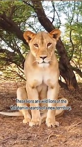 264K views · 6.6K reactions | Using a drone, I was able to capture...