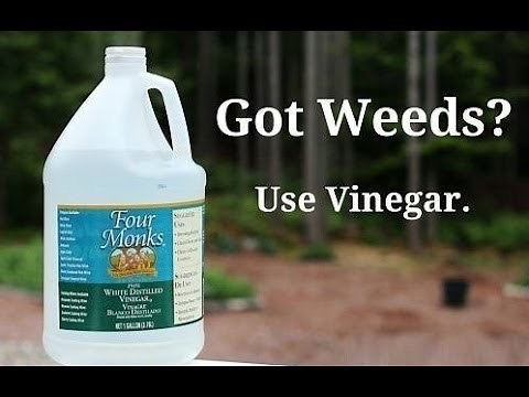 How to Kill Weeds Organically Using Vinegar and Other Methods