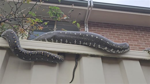 Another diamond python. This one from Farmborough heights. | Illawarra Snake Catcher