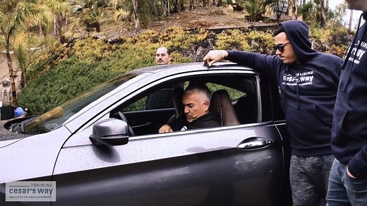 1.8M views · 29K reactions | Is your dog overly protective? Here I will show you techniques to correct this behavior. | Cesar Millan | Facebook