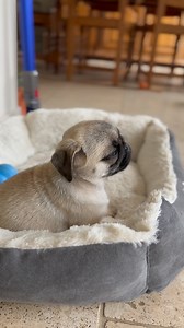 Francis le titubeur 🥴 #carlin #chien #pug | Francis Le Carlin