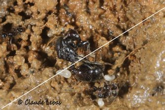 Que se passe t-il si la reine des fourmis meurt ?