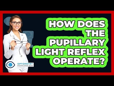 How Does The Pupillary Light Reflex Operate?