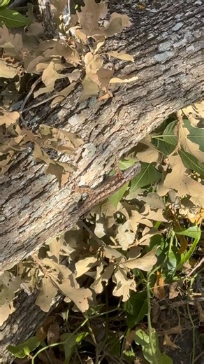 Texas Spiny Lizard #trendingreelsvideo #hunting #animals #texas | Lights Out Outdoors LLC | Facebook