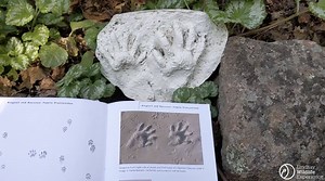 11 reactions | ANIMAL TRACK CASTING WORKSHOP: Learn how to identify,...