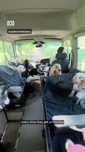 Meet Heidi Moon. She drives Byron Bay’s doggy daycare bus. 🖊️ Hannah Ross and Julie Ray via ABC North Coast Choose your news on the ABC NEWS app and stay in the know: https://ab.co/abcnewsapp #Dog #DoggyDaycare #ABCNewsNSW | ABC Sydney