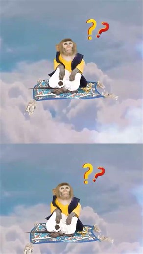 Monkey Baby Shark #comedy #cutemonkey #monkeybonbon #animalshome
