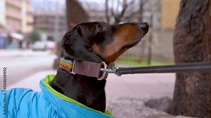 A dachshund dog, black and tan, in a colorful collar and blue jacket rests and does not want to leave the walk when the owner drags him by the leash.