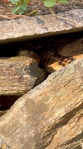 34K views · 910 reactions | Grave infested with snakes! This old...