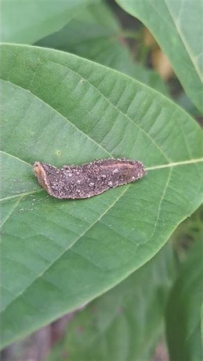 "Unbelievable Slow-Moving Insect Footage"on Green leaf "What kind of insect is this?