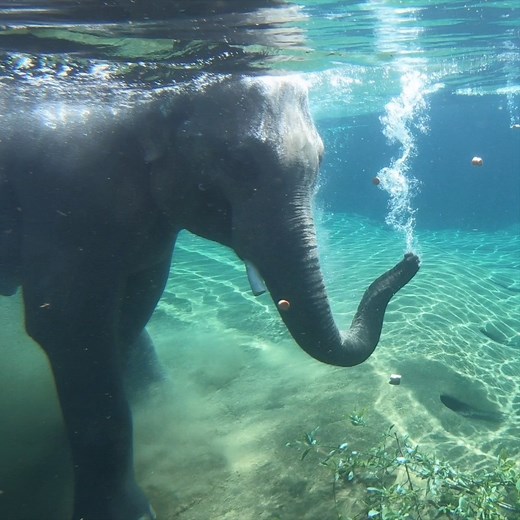 7.4M views · 109K reactions | Happy World Elephant Day! | Oregon Zoo | Facebook