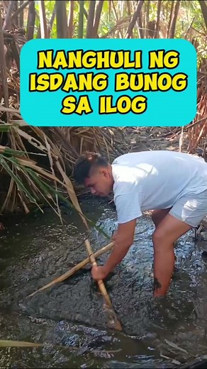 445K views · 10K reactions | Namingwit ng isdang bunog o vunuk sa ilog Cagayan #followrextv #rextv #fishing #fishingisFun #isdangBunog #bunog #vunuk #cagayan #Fisherman #mangingisda #ulampinoyrecipe #paksiw #pamplonacagayan | REX TV | Facebook