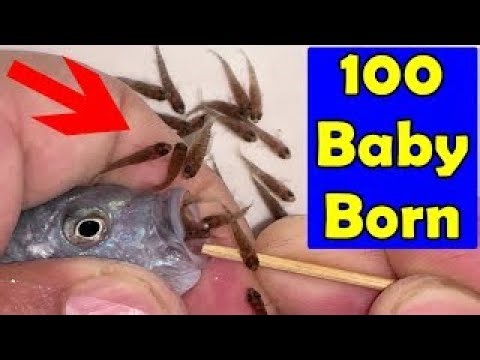 How Baby Fish Are Born | The Life Cycle of Fish #america #shortvideo #usa