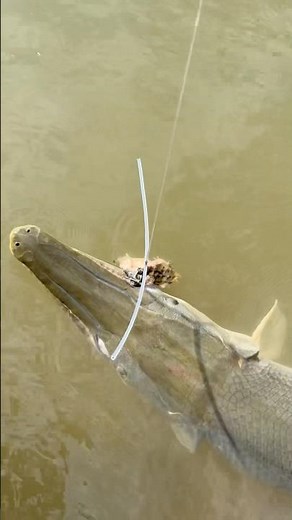 Catch and Release Alligator Gar fishing Trip