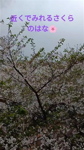 近くでみれるさくらのはな🌸奥はみずうみ✨️そのに
