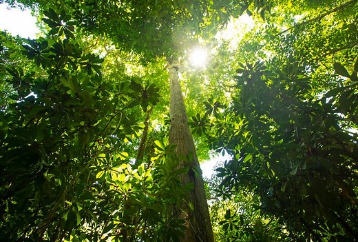 How many rainforests are there in the world - and just what's so special about them? Uncover the hidden secrets of these special habitats | Discover Wildlife