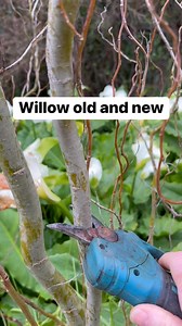 Willow uses old and new (Salix spp) #100wildthings | Prepper Kiwi