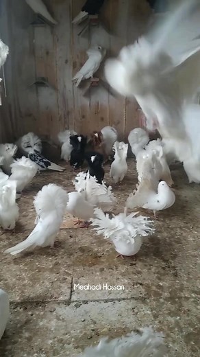 Jacobin and fantail pigeon #pigeon | Meahadi Hassan
