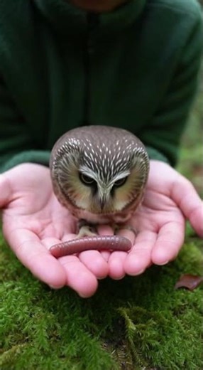 Tiny Owls in the Mossy Forest