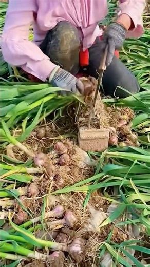 The Sound Of Scissors Cut Through The Silence #satisfying ‪@MNSmartTech‬