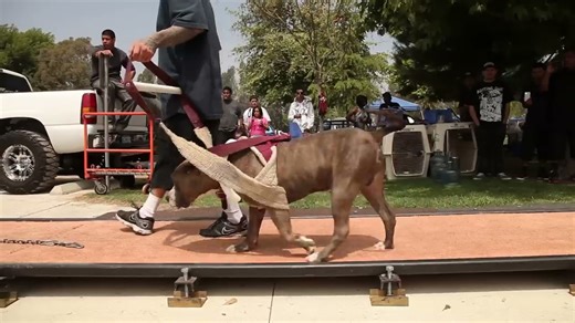 American Bully Show - Atomic Dogg April 2013