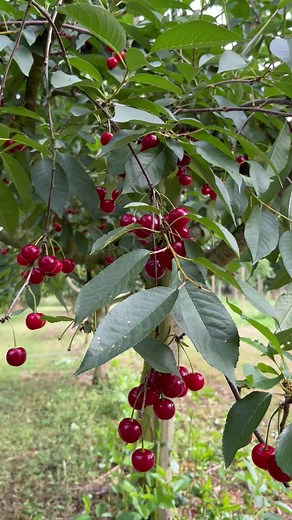 Ginja (Prunus cerasus), também conhecida como cereja ácida, é uma espécie do género Prunus, pertencendo ao subgénero Cerasus (cereja). #ginja #frutasvermelhas #frutas | Pássaros, insetos, árvores, e flores