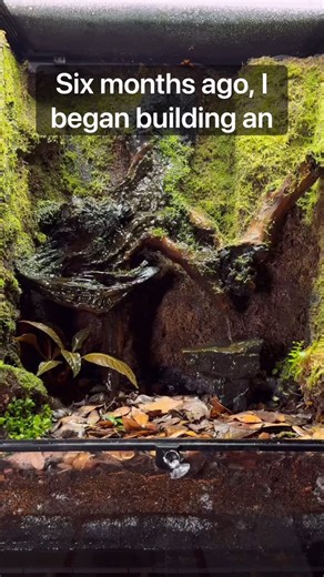 Dustin on Instagram: "I Built An Indoor Ecosystem! #fyp #terrarium #reel #pet #vivarium You Can See The Full Build Video Here! Living Jungle Ecosystem! https://youtu.be/Tsrlth8o_w4"