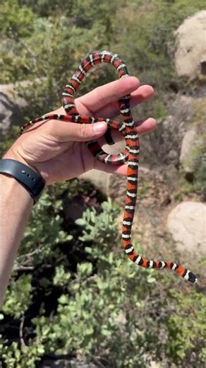 :( Skinny Snake is Starving